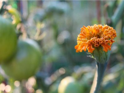 An orange marigold flowers growing with green tomatoes in the background