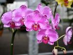 Multiple blooms of a bright pink phalaenopsis orchid