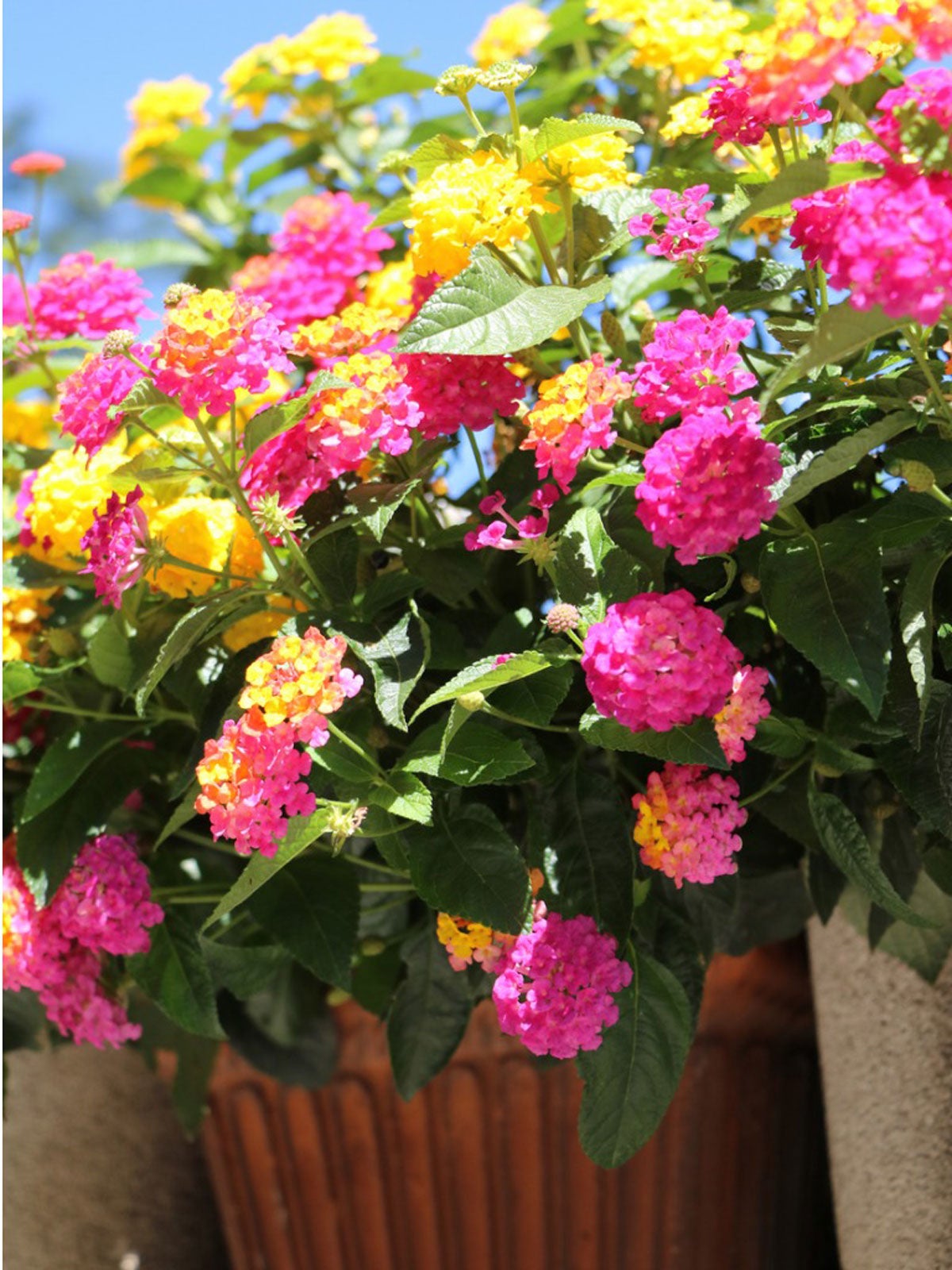 Growing Lantana In Containers   Tips On Caring For Lantana In Pots