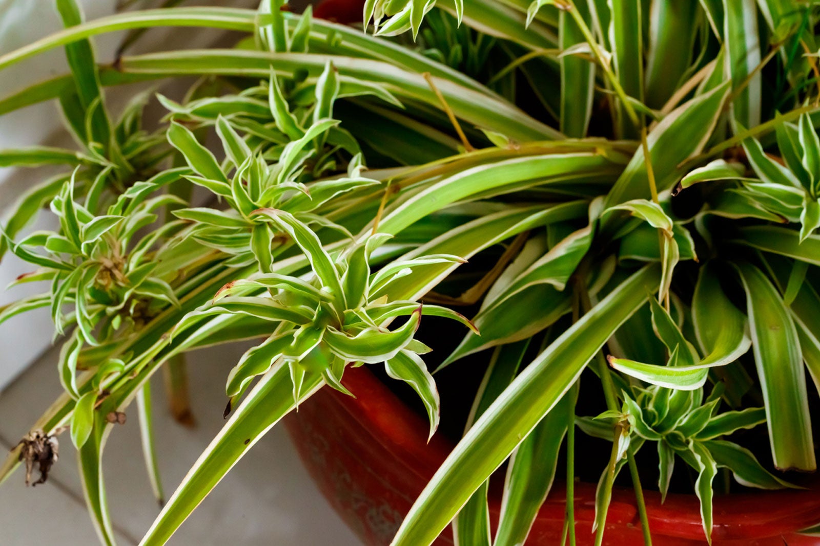 Moving Spider Plants To Larger Pots When Should You Repot A Spider Plant,Liberty Quarter No Date