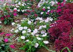 White And Pink Sunpatiens In The Garden