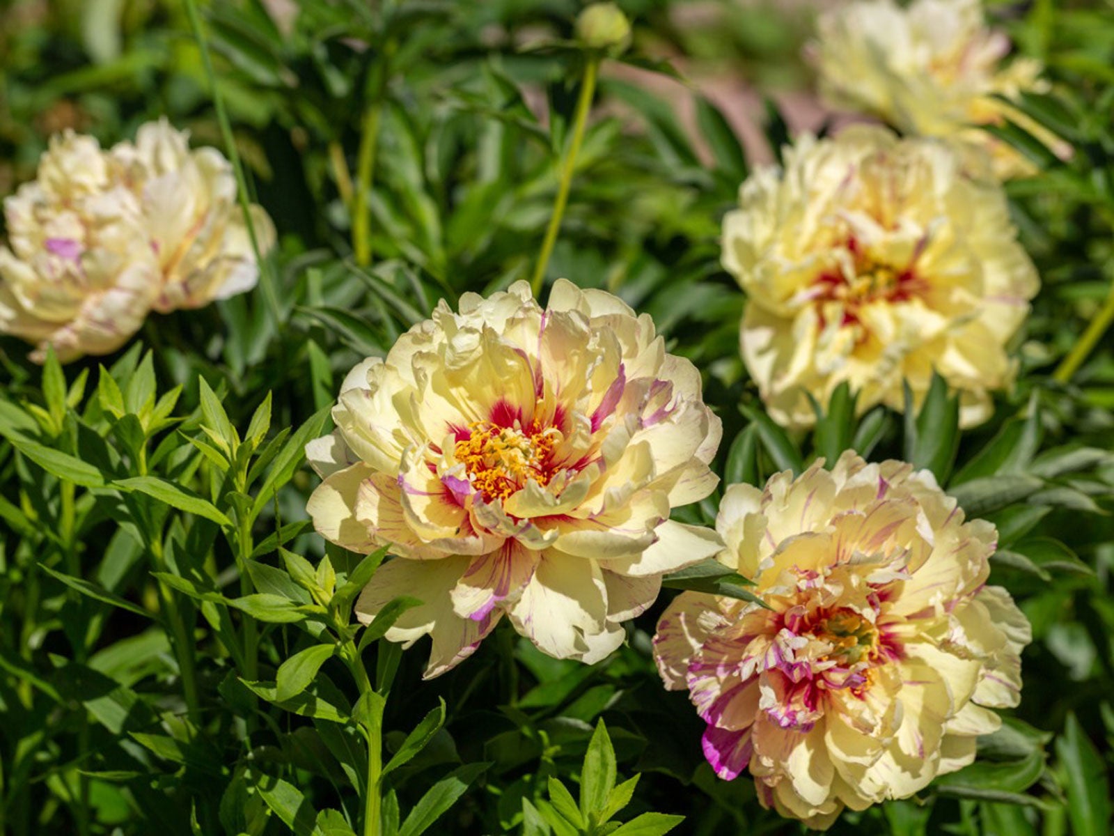 What Are Itoh Peonies Itoh Peony Information And Care In Gardens