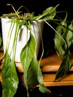 drooping peace lily