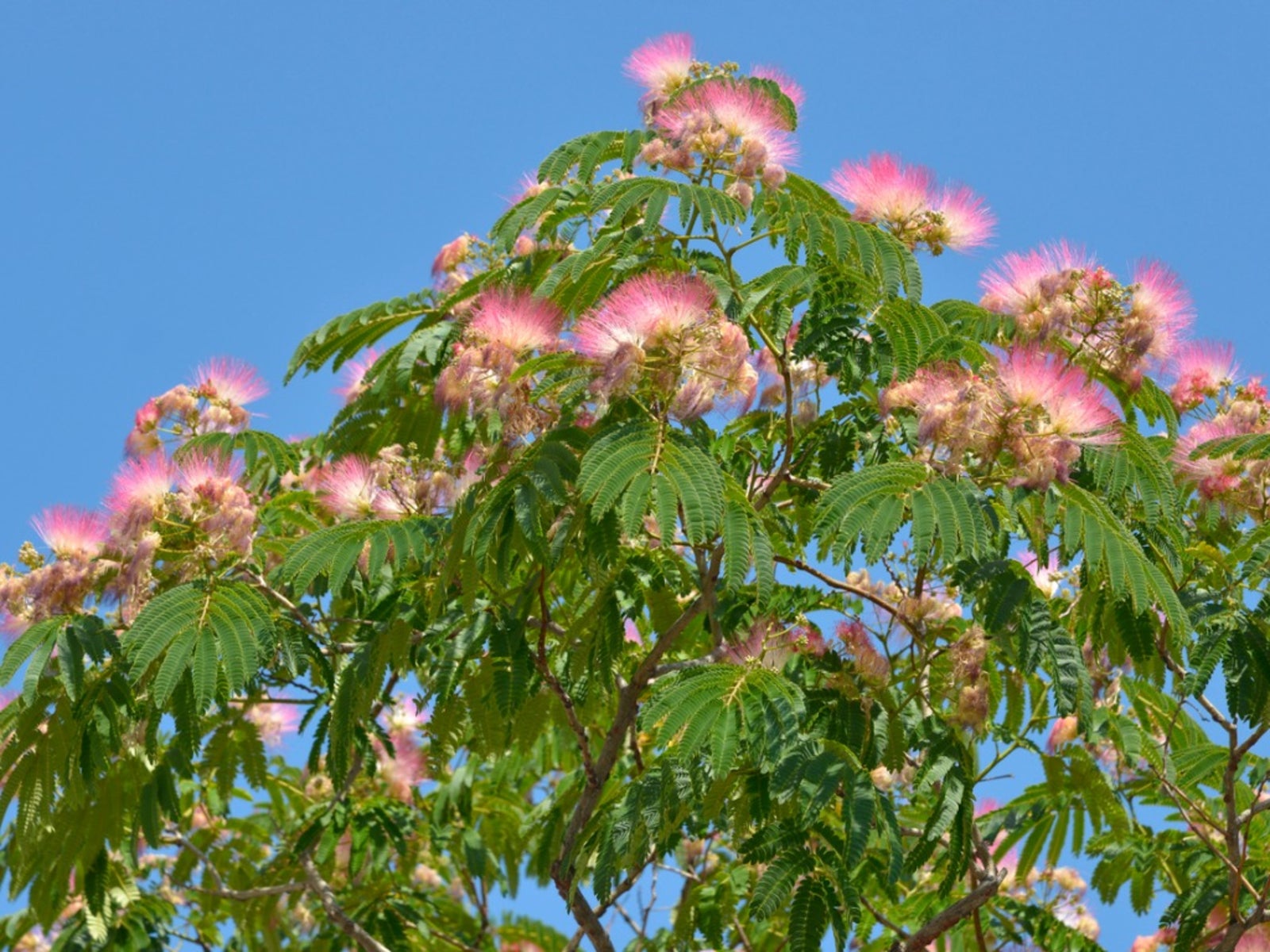 mimosa tree transplanting - tips on transplanting a mimosa tree in
