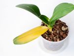 Potted Diseased Orchid With Yellow Leaf