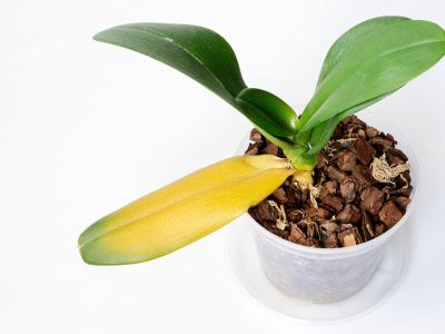 Potted Diseased Orchid With Yellow Leaf
