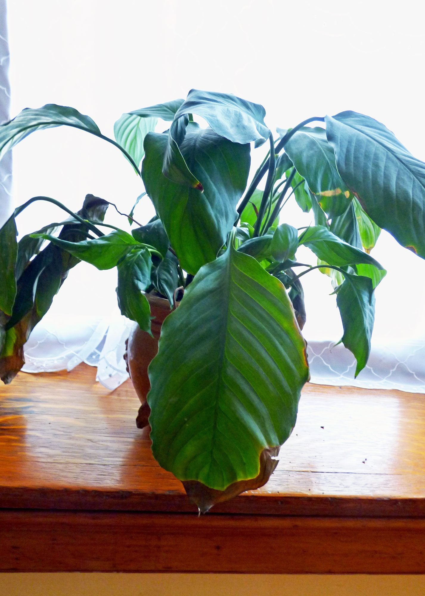 Peace Lily With Brown Tips: Causes Of Brown Tips On Peace Lily Leaves