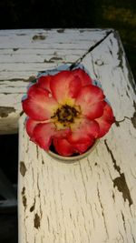 wax dipped rose