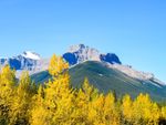 Bright yellow leaves on autumn poplar trees in front of a mountain in Banff National Park
