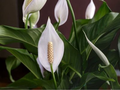 White Peace Lily Flowers