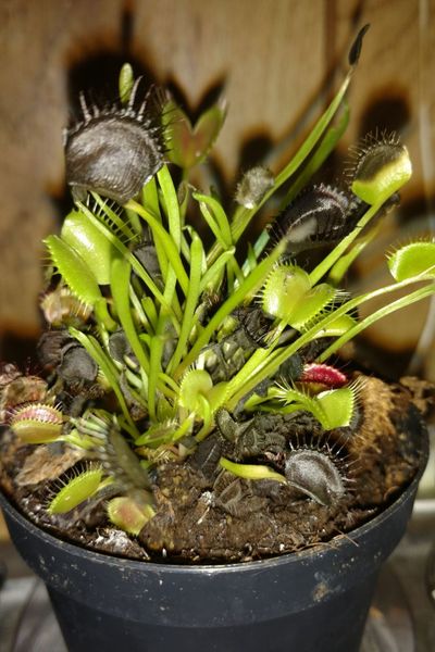 black flytraps