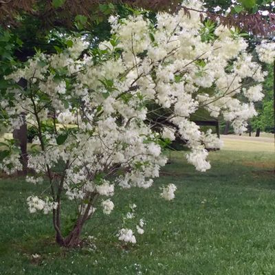 Fringe Tree Care Tips On Planting A, All Weather Tree Care And Landscaping