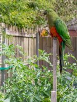 parrot eating tomato