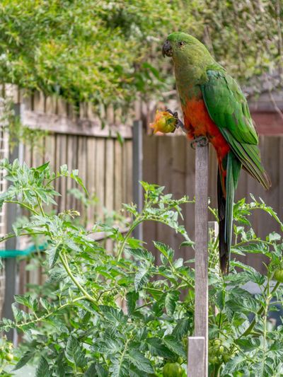 Protecting Tomato Plants From Birds, How To Keep Birds Away From My Garden