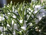 Caring for Rosemary in the Winter