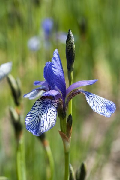 Close Up Of Iris Plant