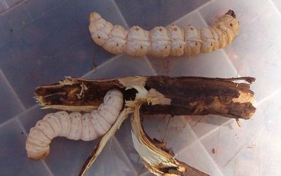 Two Witchetty Grub Insects Near Bark