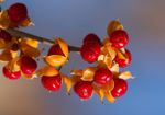 Close Up Of American Bittersweet Berries