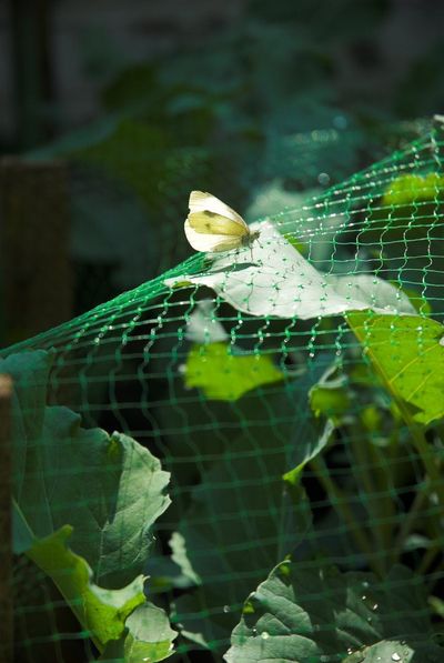 Broccoli Plant Covered By Green Saftey Net Keeping Butterfly Away