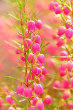 Pink Flowered Boronia Plants