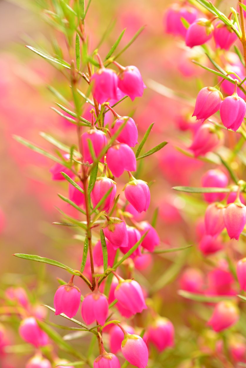 Red Boronia Information - Growing Red Boronia Plants In Gardens