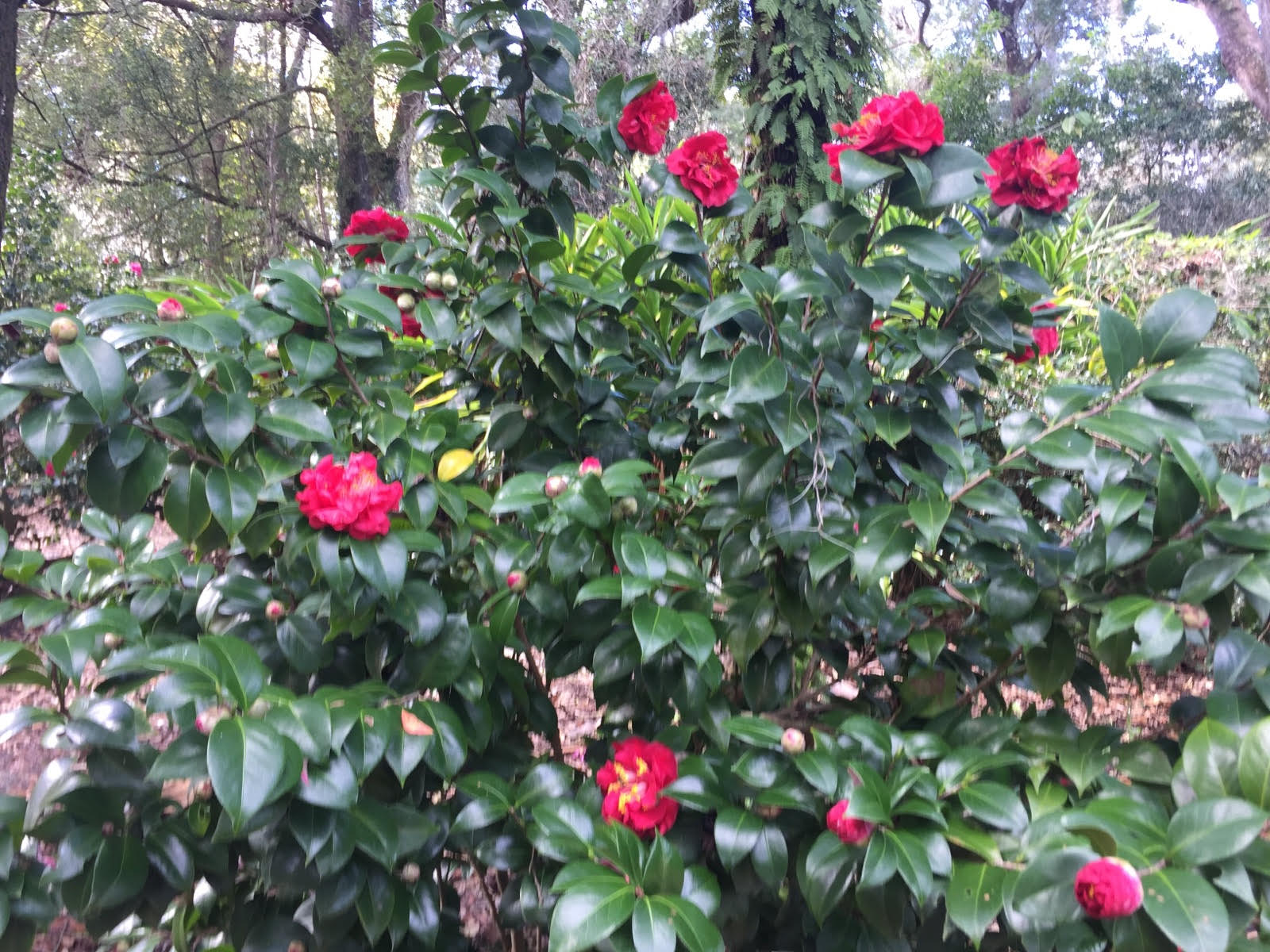 Zone 6 Camellia Plants - Choosing Camellias For Zone 6 ...