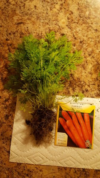 carrots not forming