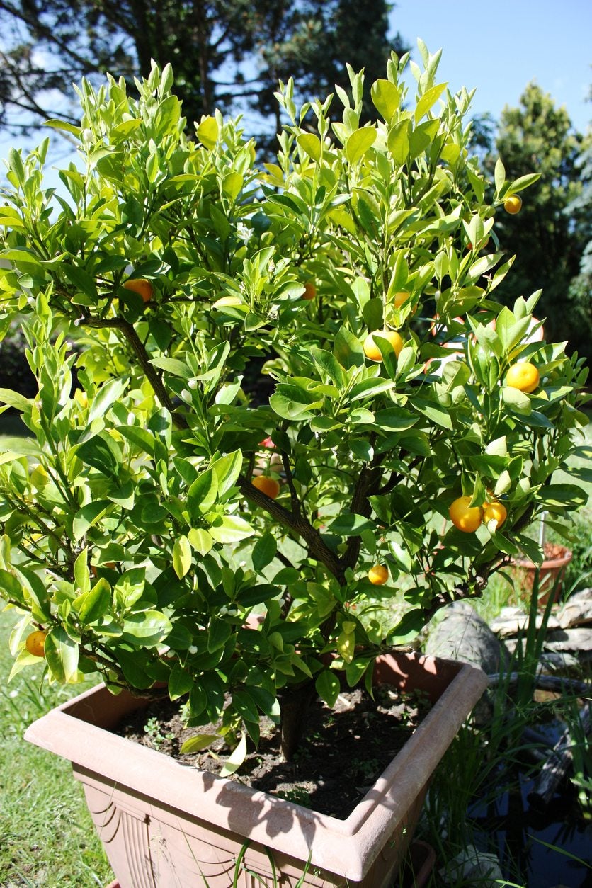 container grown kumquat trees - learn how to grow kumquat in a pot