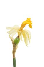 daffodil seed pod