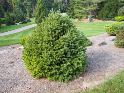 Tips & Information about Fir - Gardening Know How