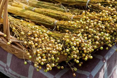 flaxseed harvest