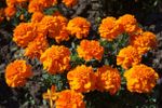 french marigolds