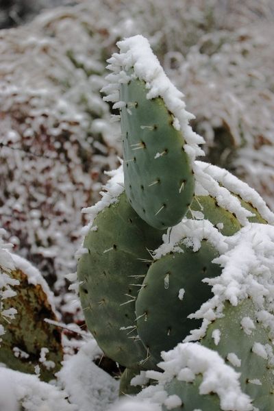 Cactus Plant Covered In Snow