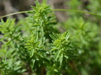 Green Winter Savory Herbs