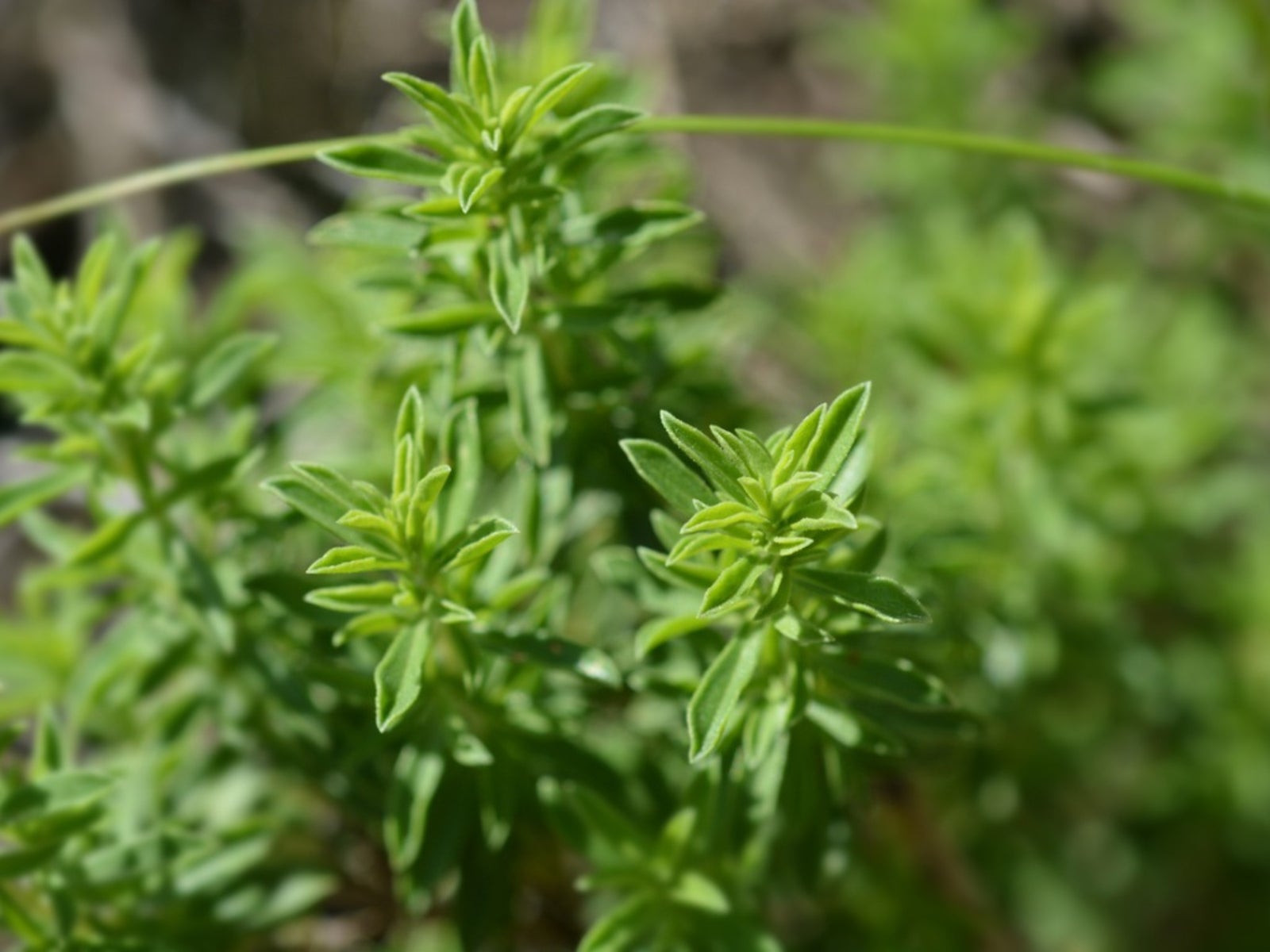 Image of Winter savory and thyme herbs grow together