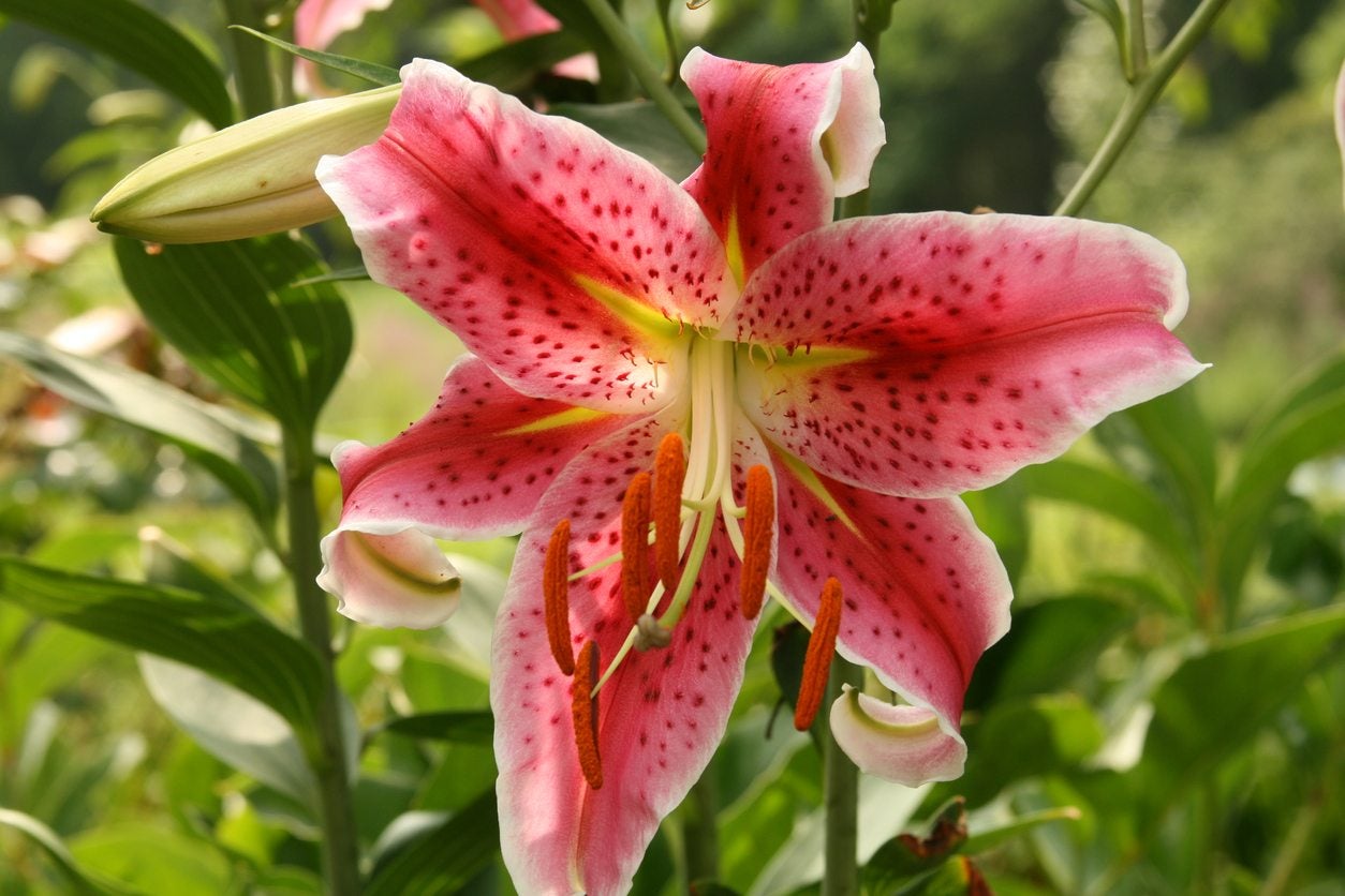 como resultado Rebajar Embotellamiento What Is An Oriental Lily: Learn About Growing Oriental Lily Plants
