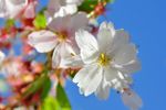 Flowering Ornamental Cherry Tree