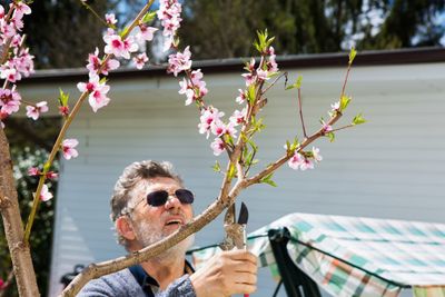 Man Pruning A Peach Tree