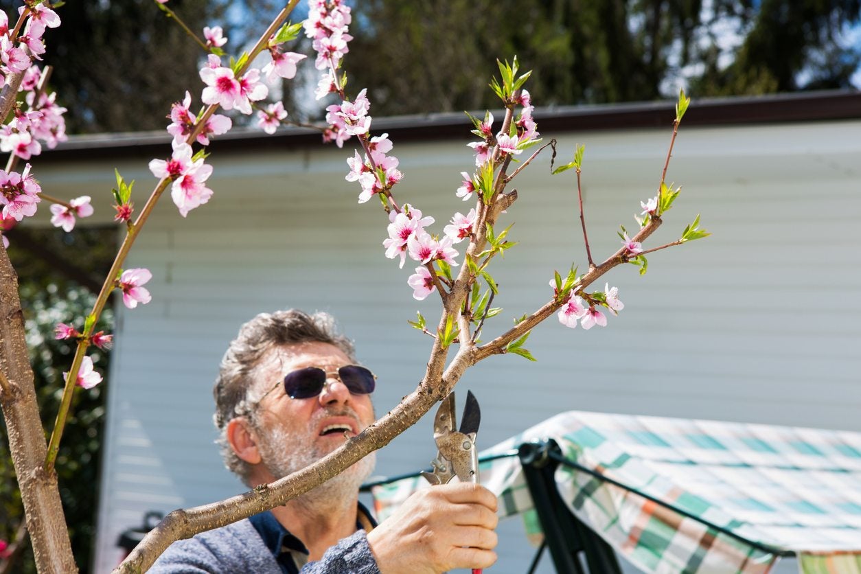 best time for pruning peach trees