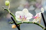 phal orchid