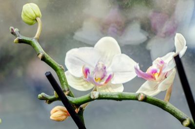 phal orchid
