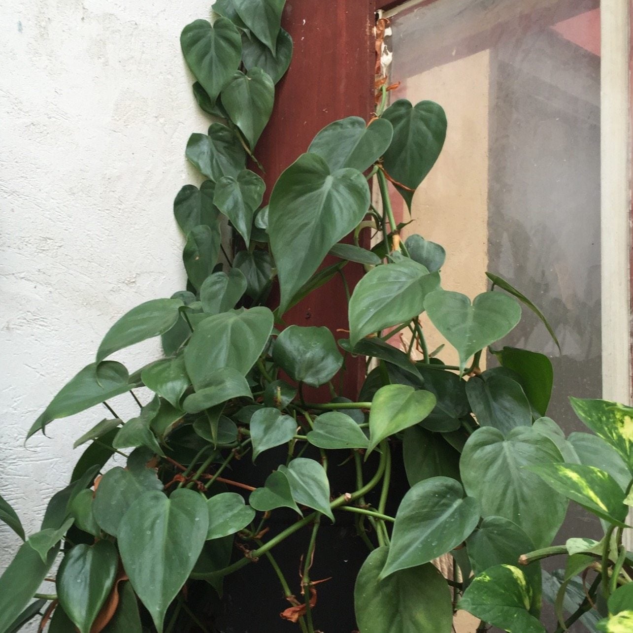 How to Trim Philodendron? 