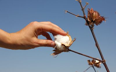 Hand Harvesting Ornamental Cotton