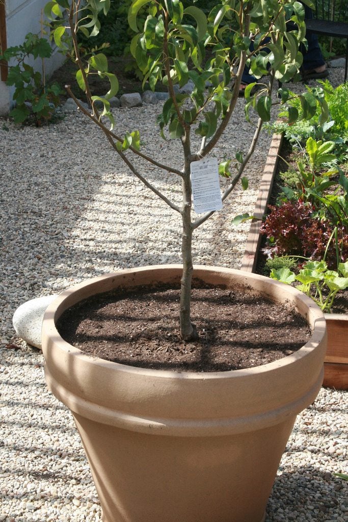 Exceptionally Good Flavor Elberta Cold Hardy 1 Gallon Peach Tree Potted Roots Fruit Bearing Ship in Pot LMSP 