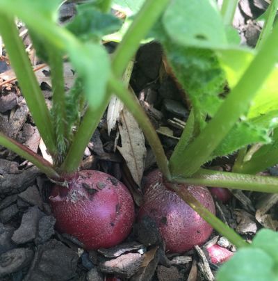 Radish Plants Popping Out Of The Soil