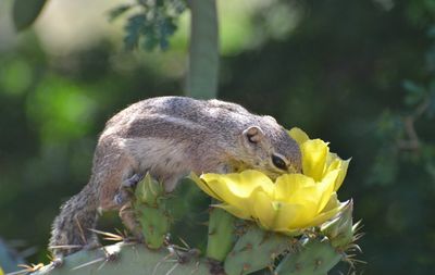 Rodent On Cactus Plant
