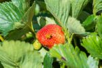 Orange Ladybug On A Red Strawberry