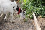 Goat Eating Tomato Plants In The Garden