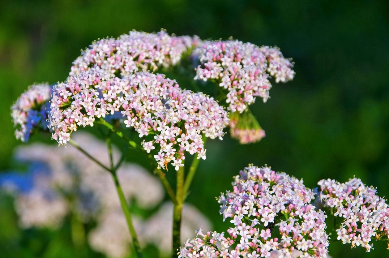 Growing Valerian Herbs - Information On Valerian Herb Uses And Care