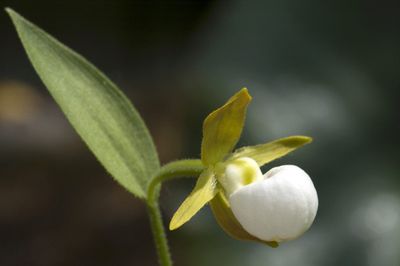 Native Orchid Plant